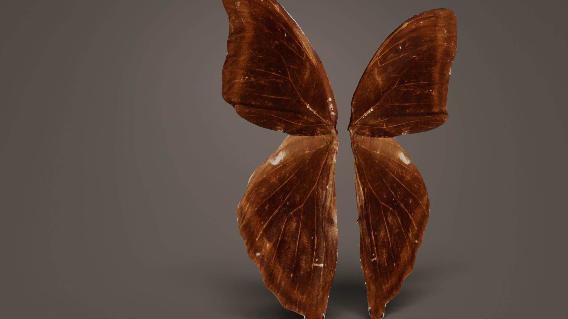 Common Rose Cethosia Biblis 3 Low-poly 3D model_3