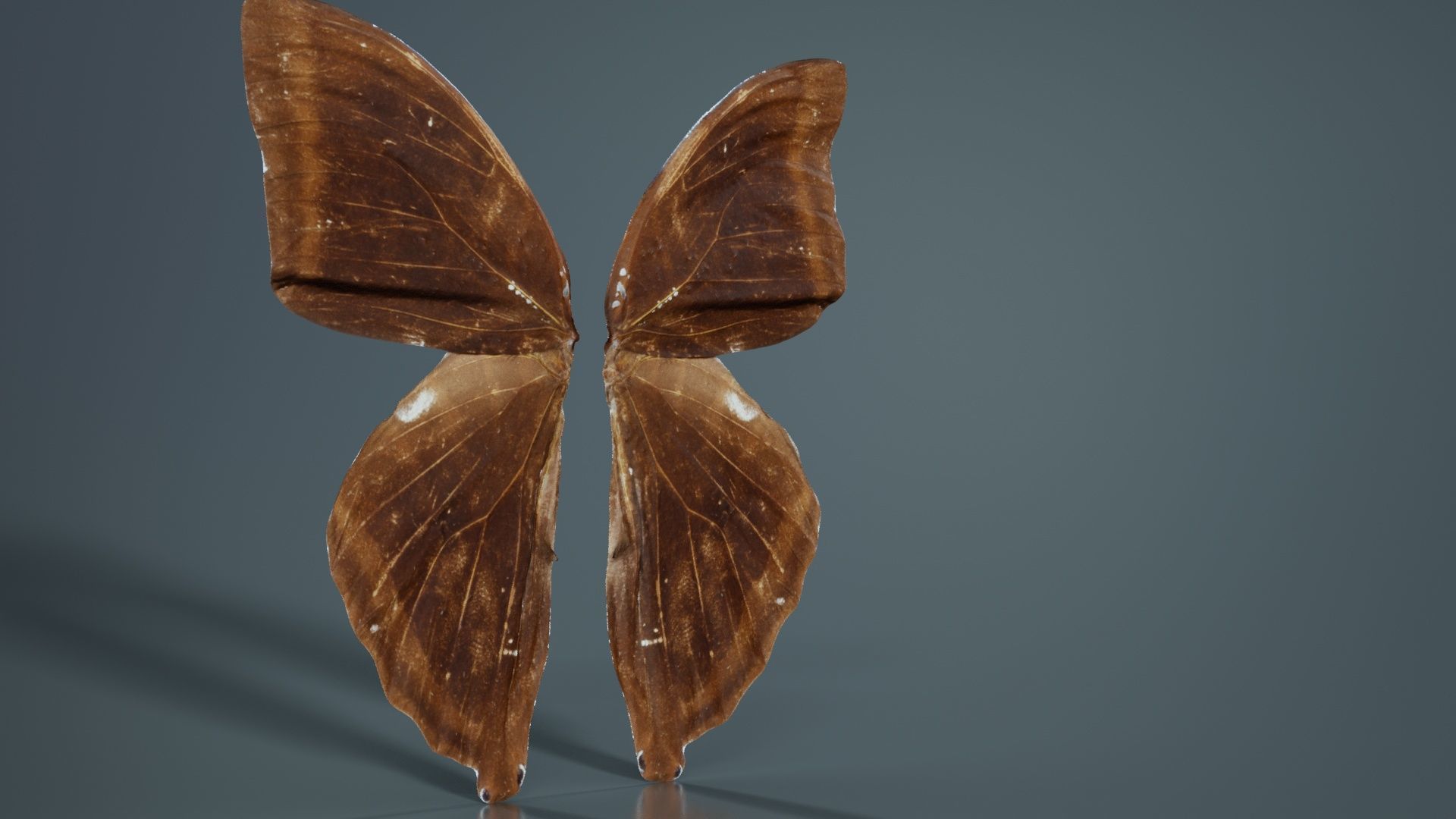 Common Rose Cethosia Biblis 3 Low-poly 3D model_5