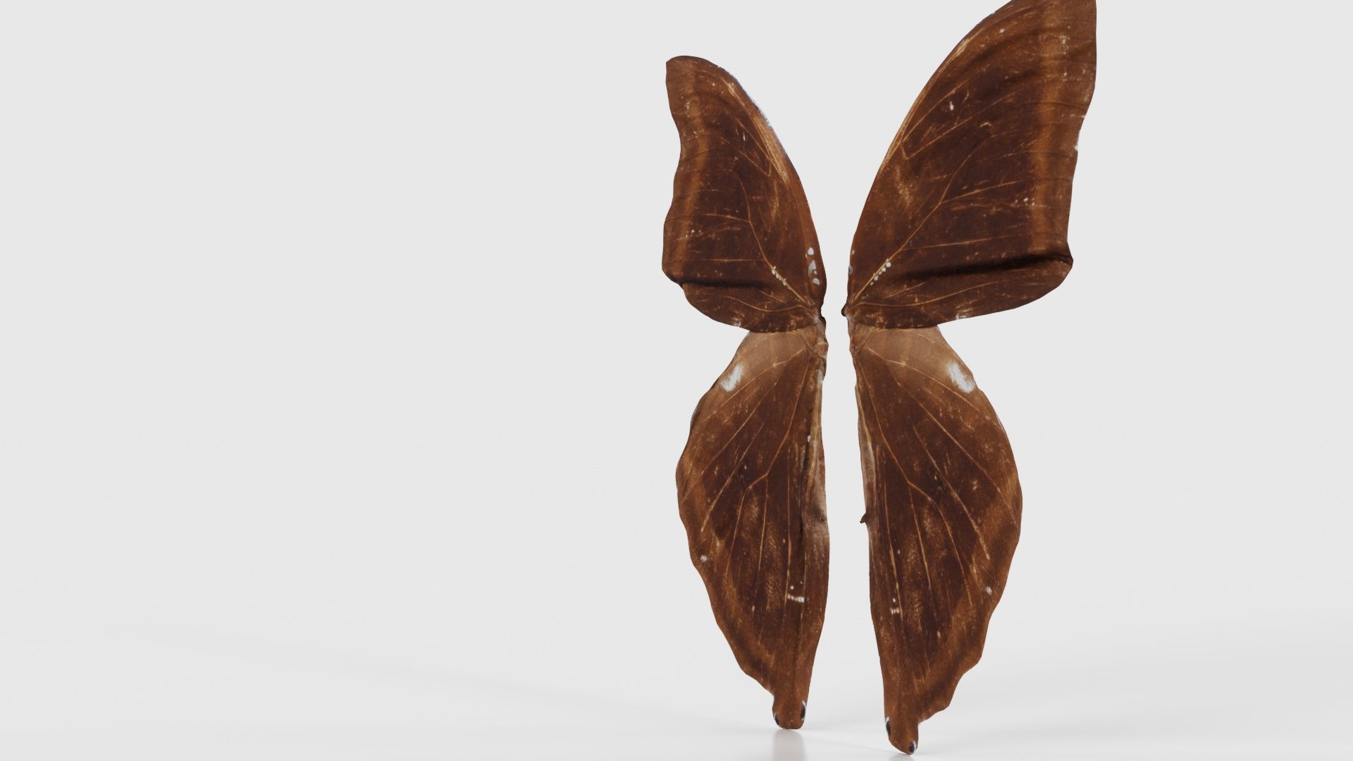 Common Rose Cethosia Biblis 3 Low-poly 3D model_25