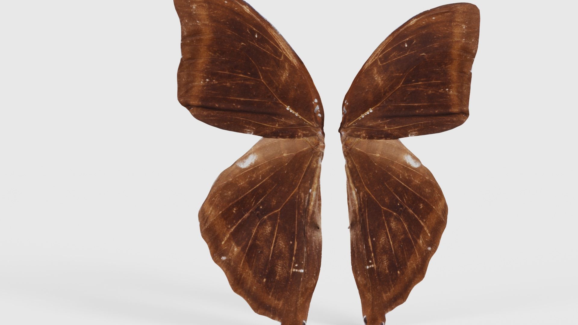 Common Rose Cethosia Biblis 3 Low-poly 3D model_22