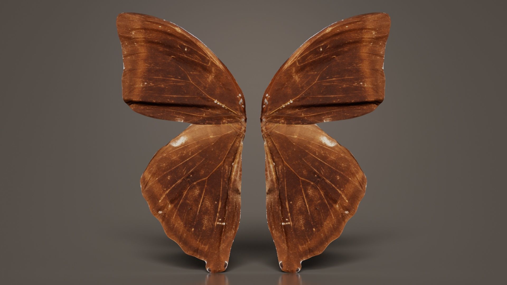 Common Rose Cethosia Biblis 3 Low-poly 3D model_8