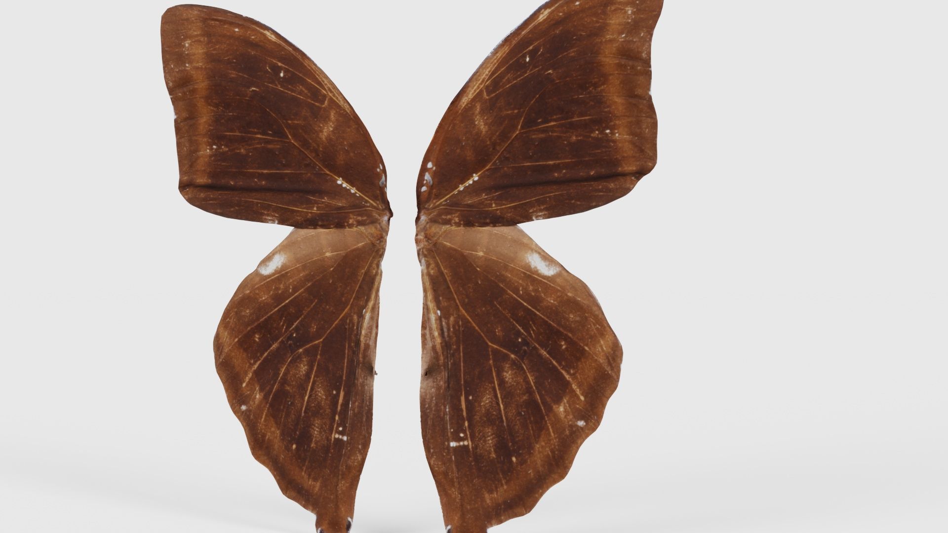 Common Rose Cethosia Biblis 3 Low-poly 3D model_20