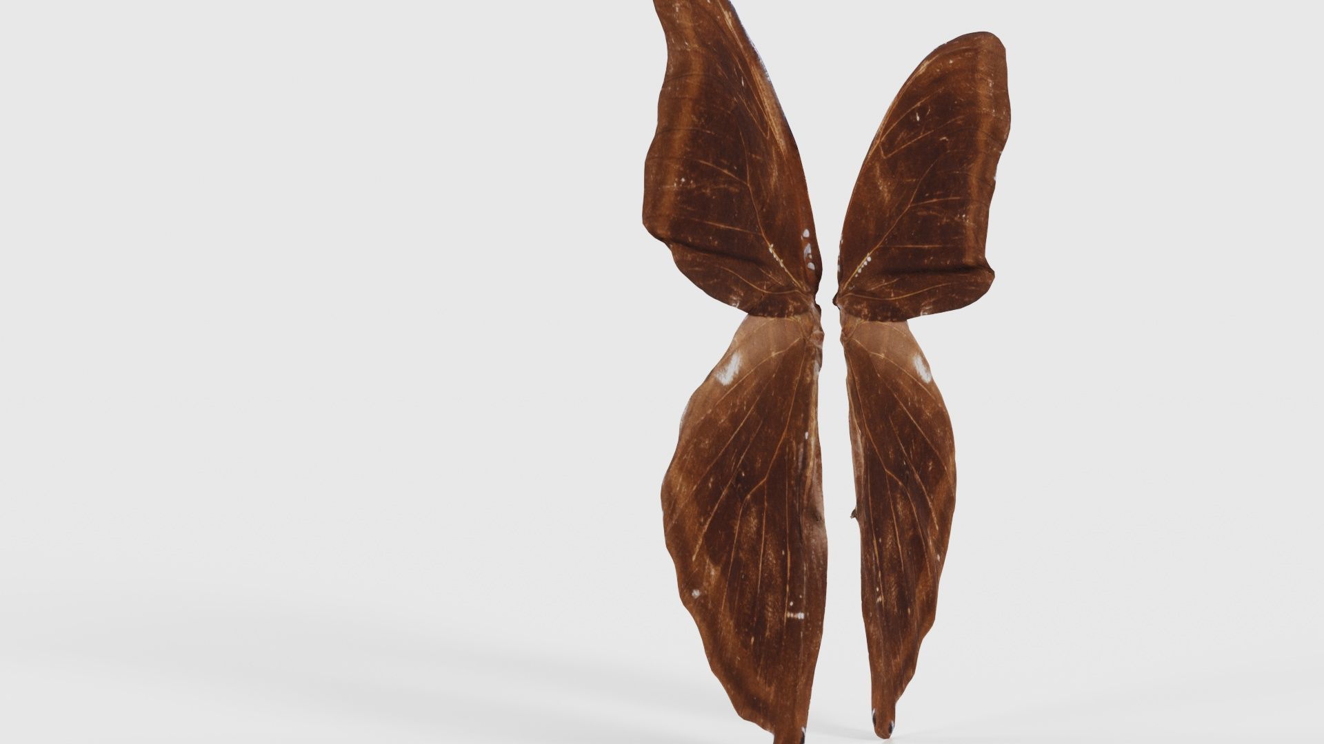 Common Rose Cethosia Biblis 3 Low-poly 3D model_23