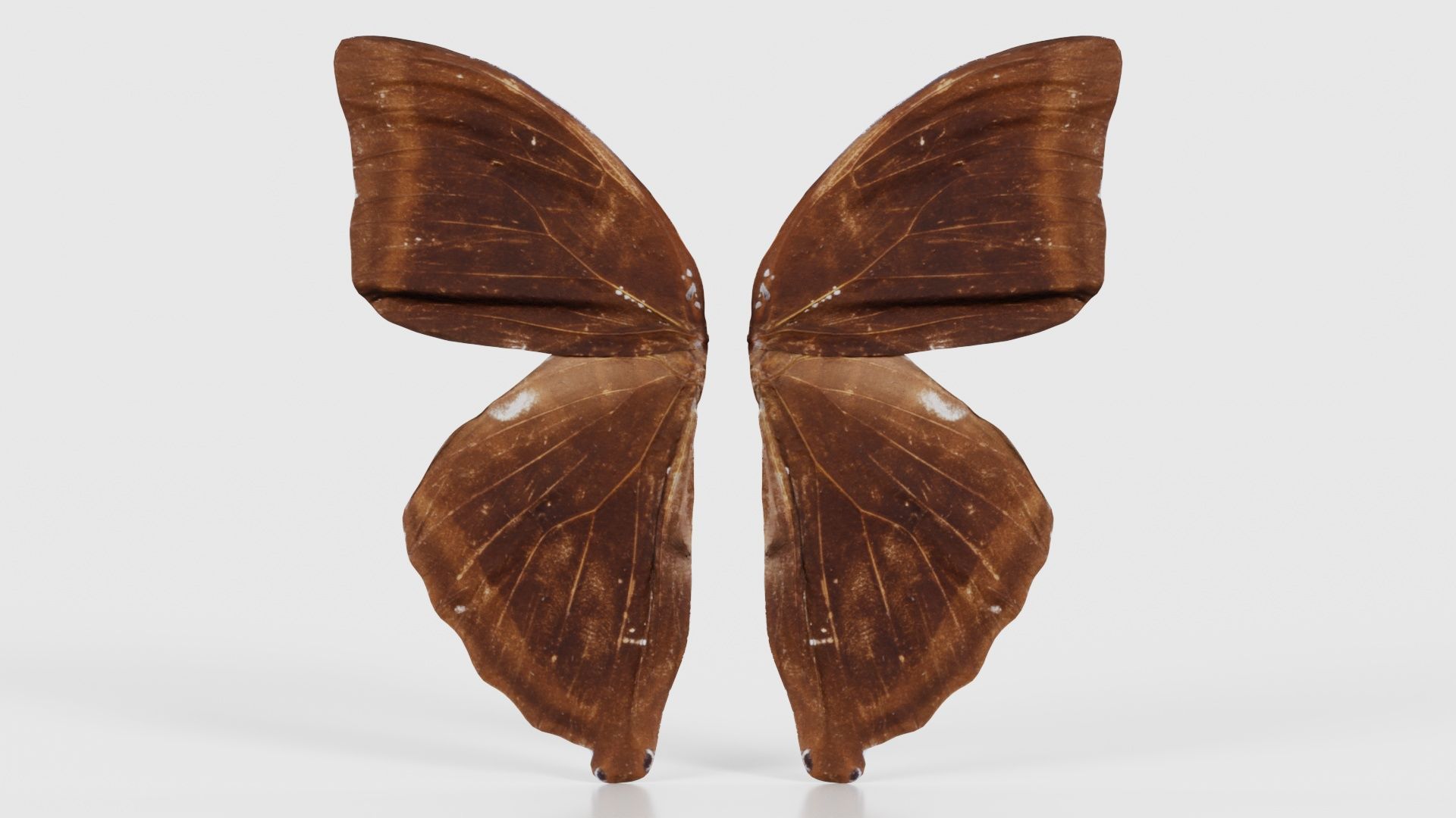 Common Rose Cethosia Biblis 3 Low-poly 3D model_15