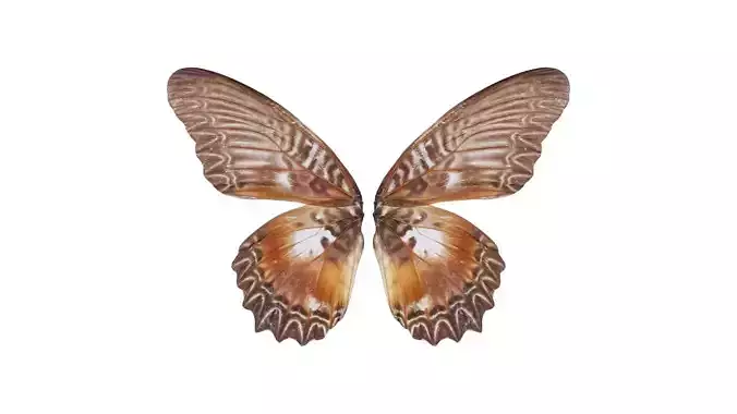 Great Eggfly Hypolimnas Bolina 2 Low-poly 3D model