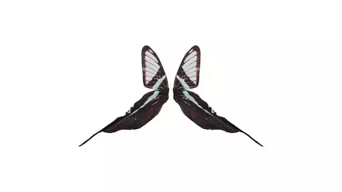 Lamproptera Meges Green Dragontail