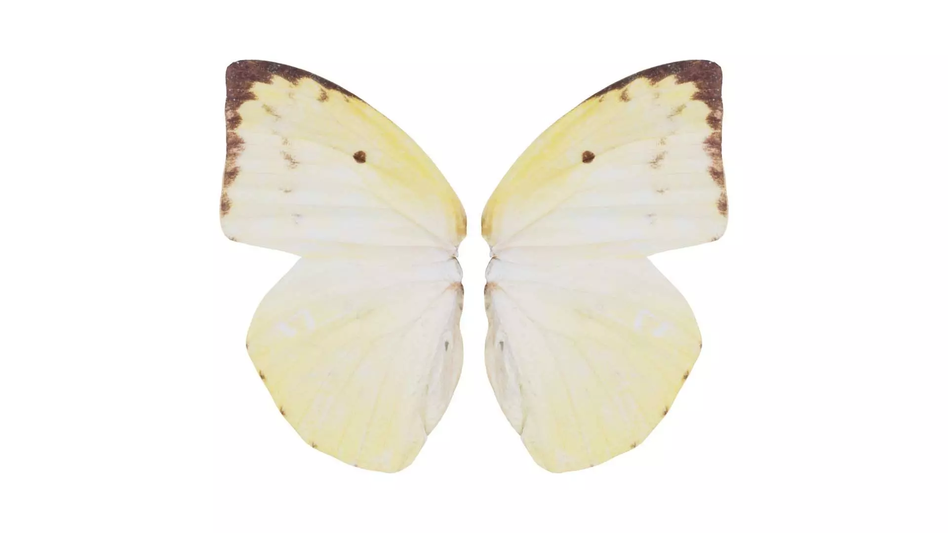 Lemon Emigrant Low-poly 3D model