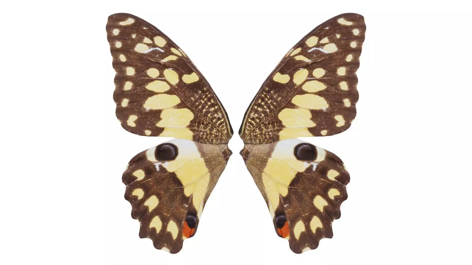 Lime Butterfly Low-poly 3D model