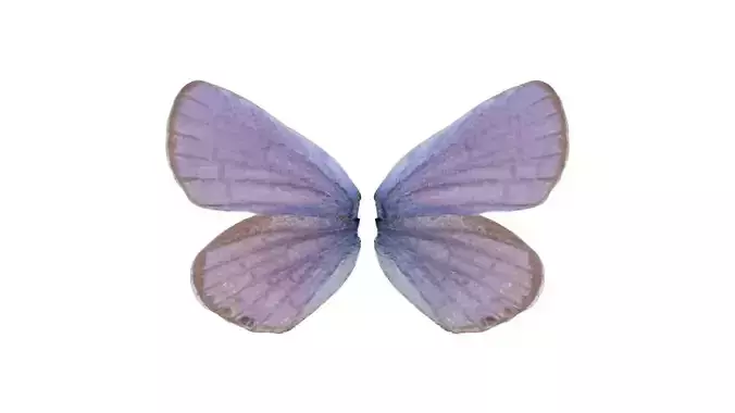 Mazarine Blue Polyommatus Icarus