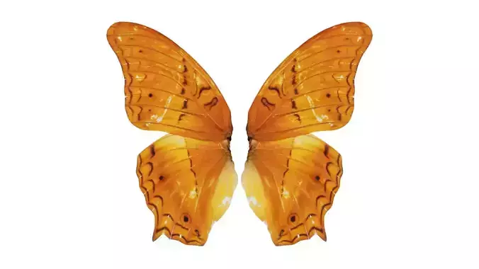 Mexican Fritillary Vindula Dejone