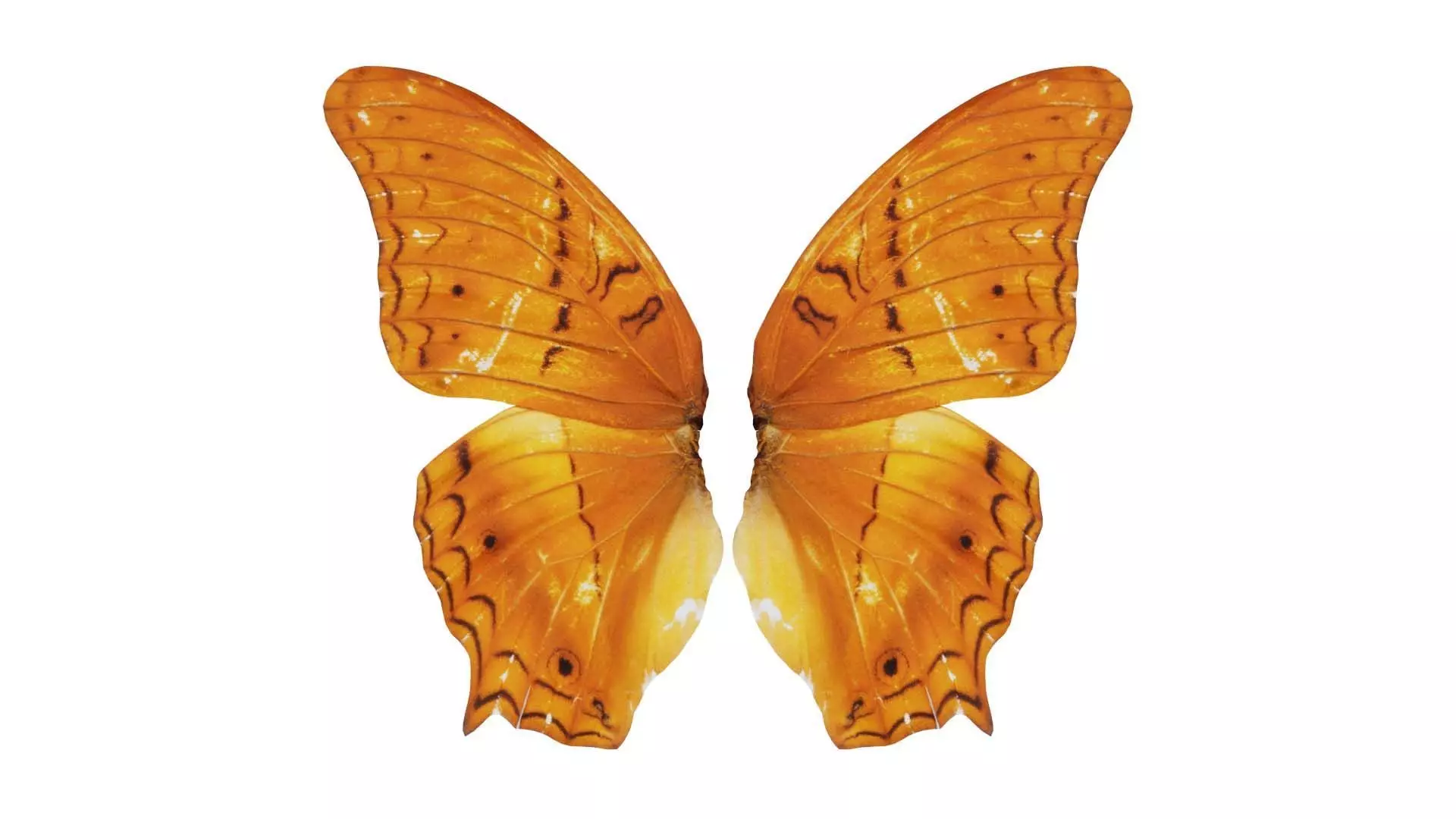 Mexican Fritillary Vindula Dejone Low-poly 3D model