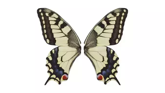 Old World Swallowtail Papilio Machaon