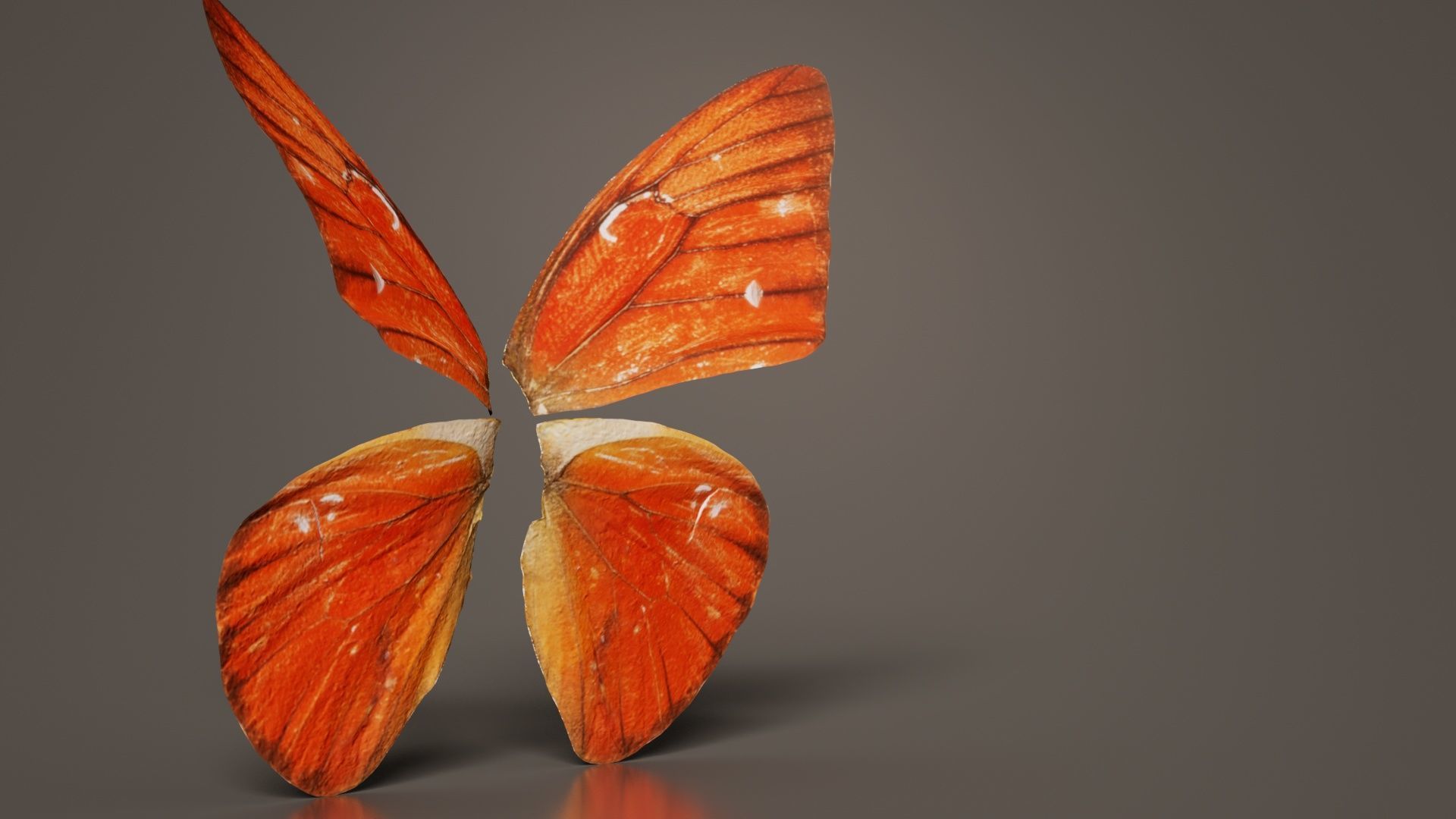 Orange Albatros Low-poly 3D model_4