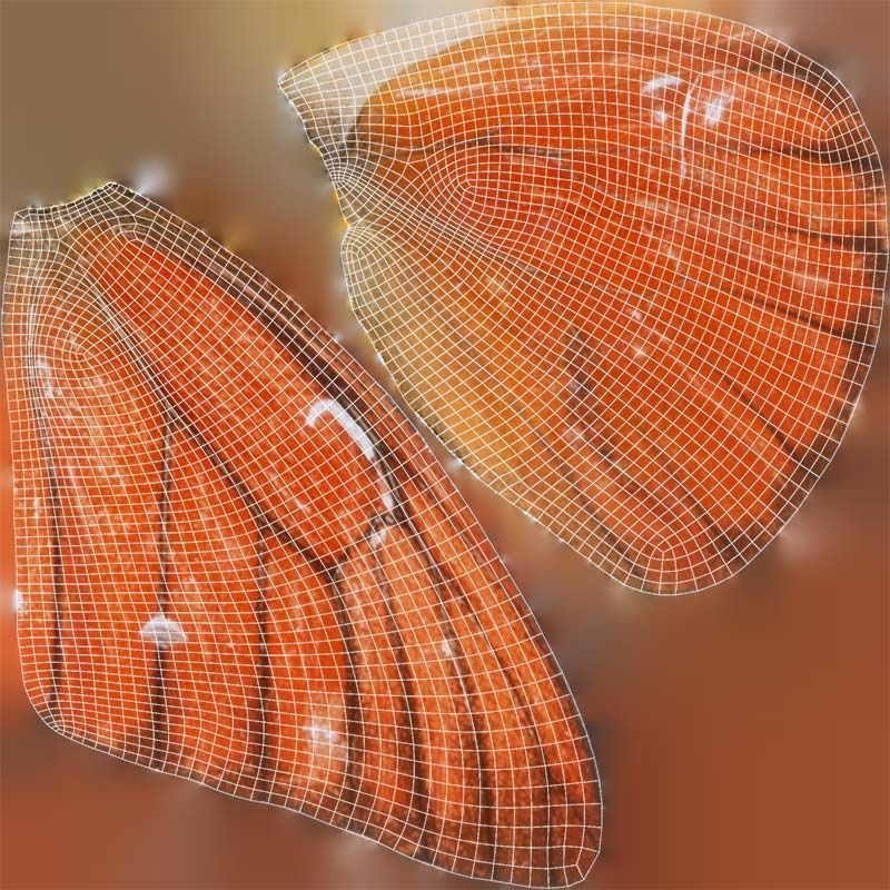 Orange Albatros Low-poly 3D model_14