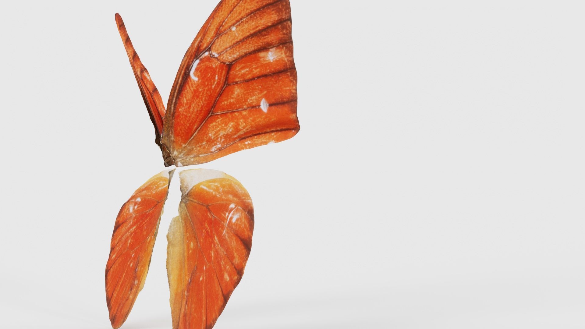 Orange Albatros Low-poly 3D model_19