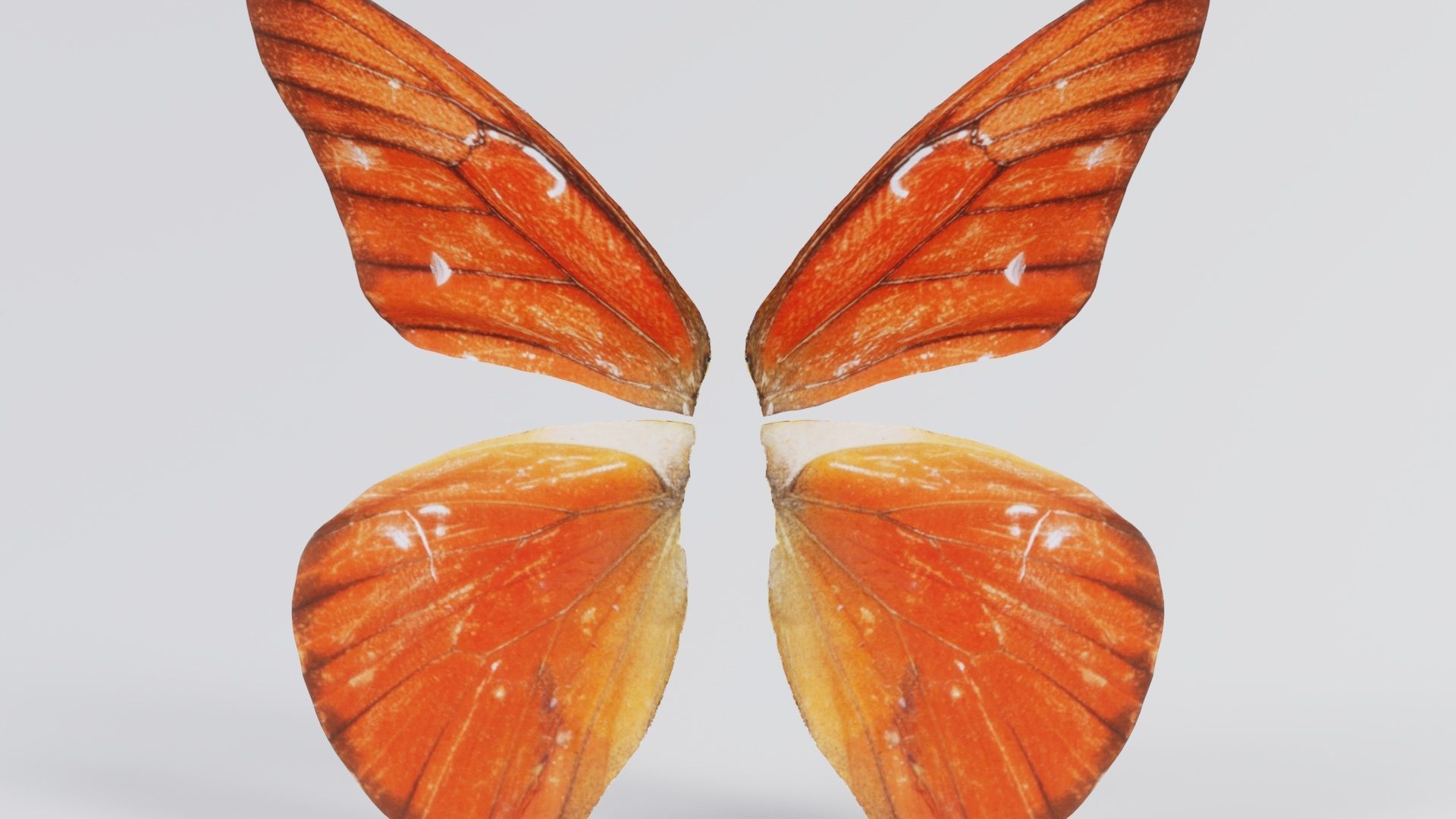 Orange Albatros Low-poly 3D model_2