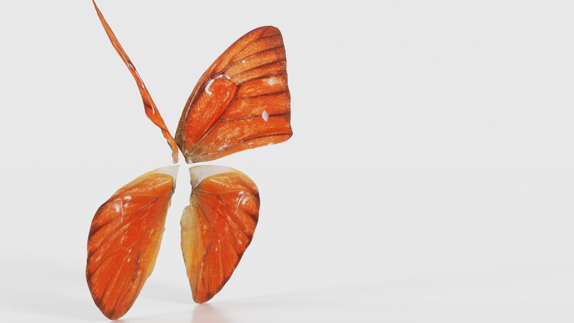 Orange Albatros Low-poly 3D model_17