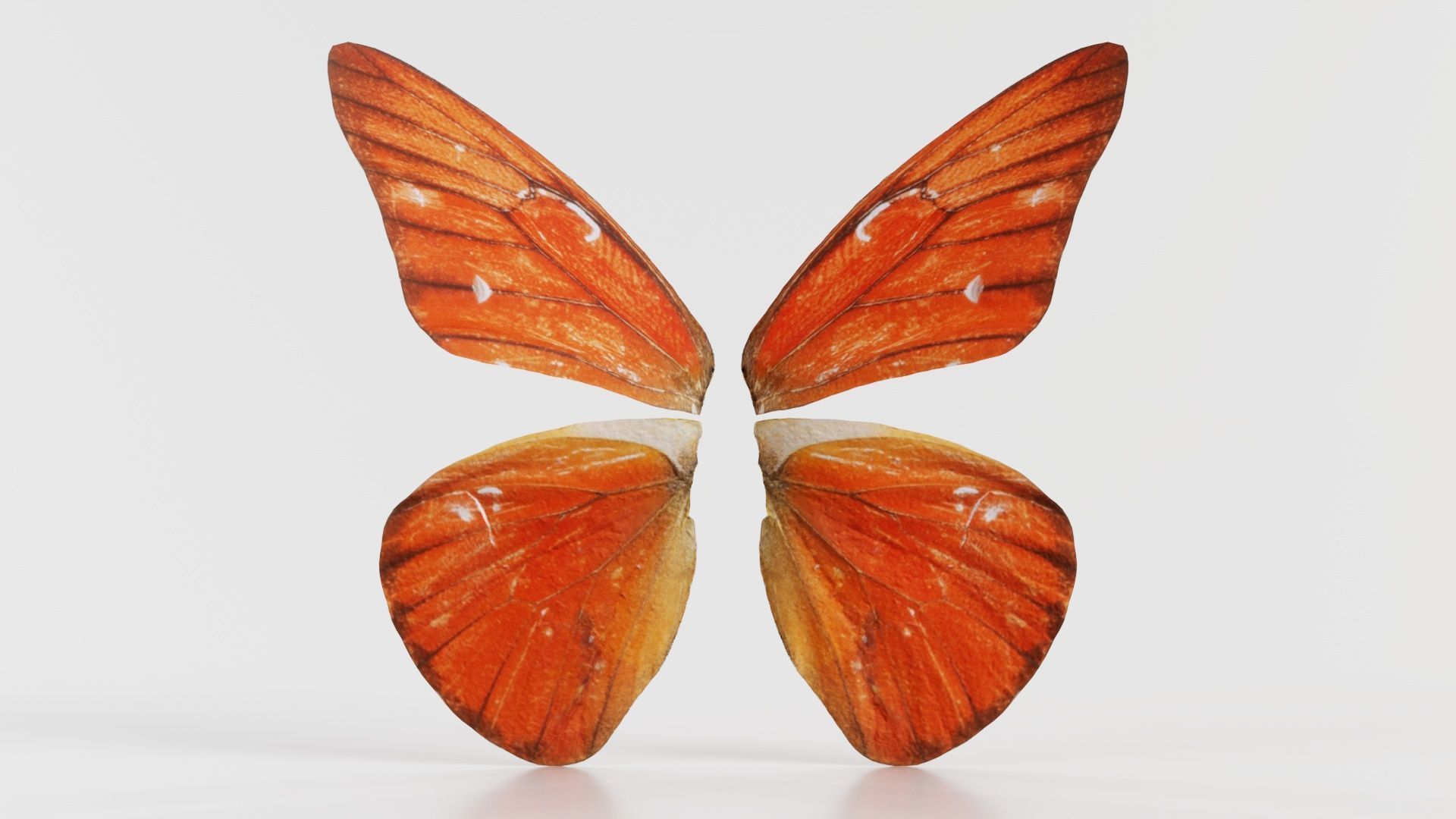 Orange Albatros Low-poly 3D model_8