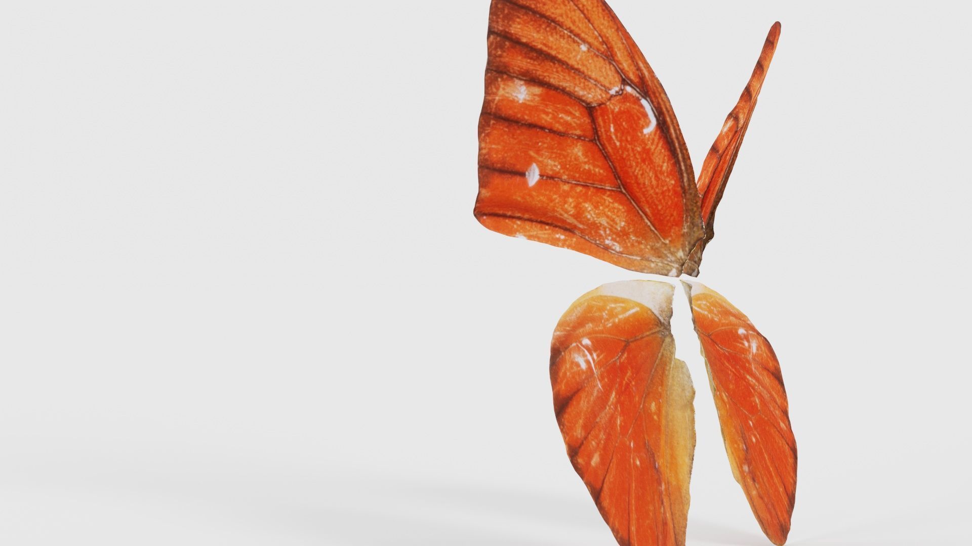 Orange Albatros Low-poly 3D model_23