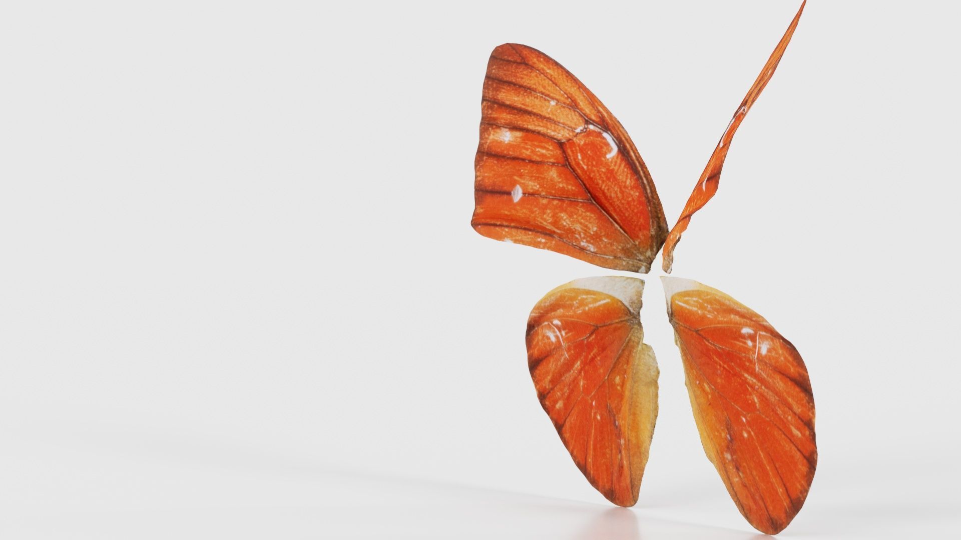 Orange Albatros Low-poly 3D model_25