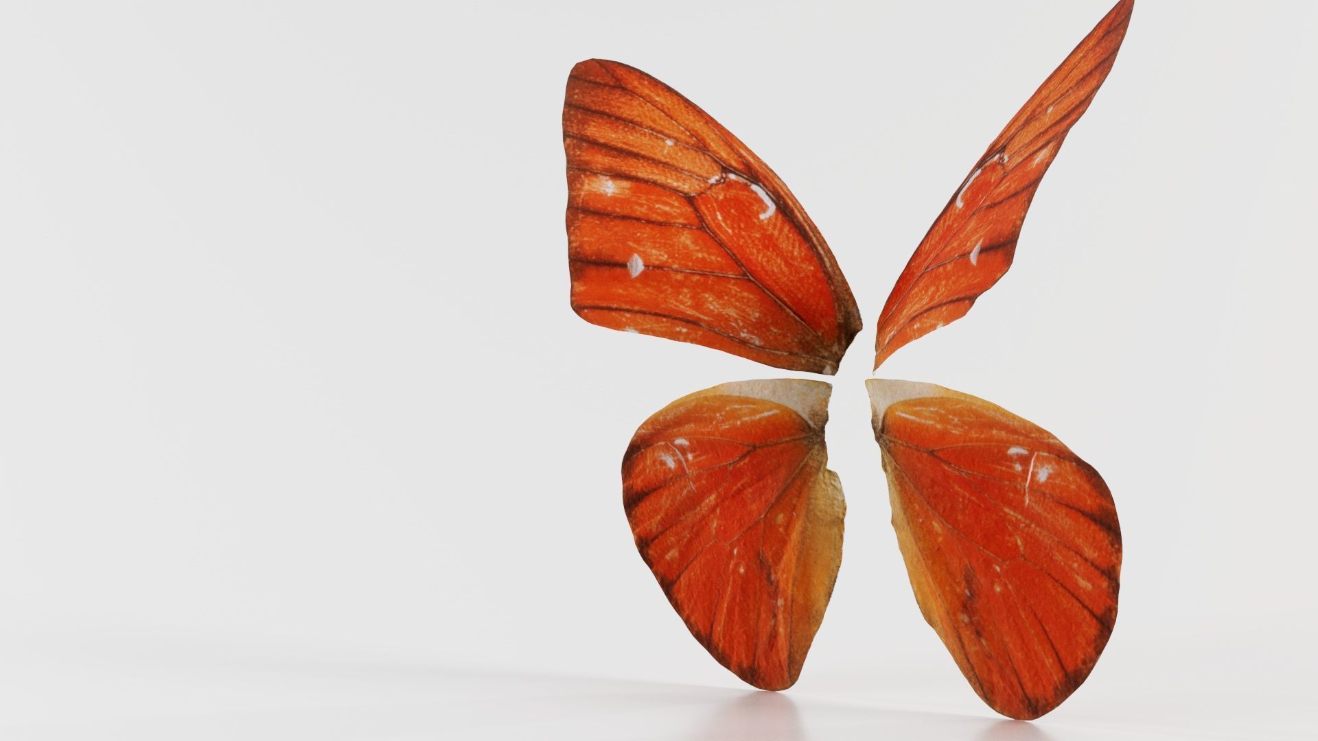 Orange Albatros Low-poly 3D model_5