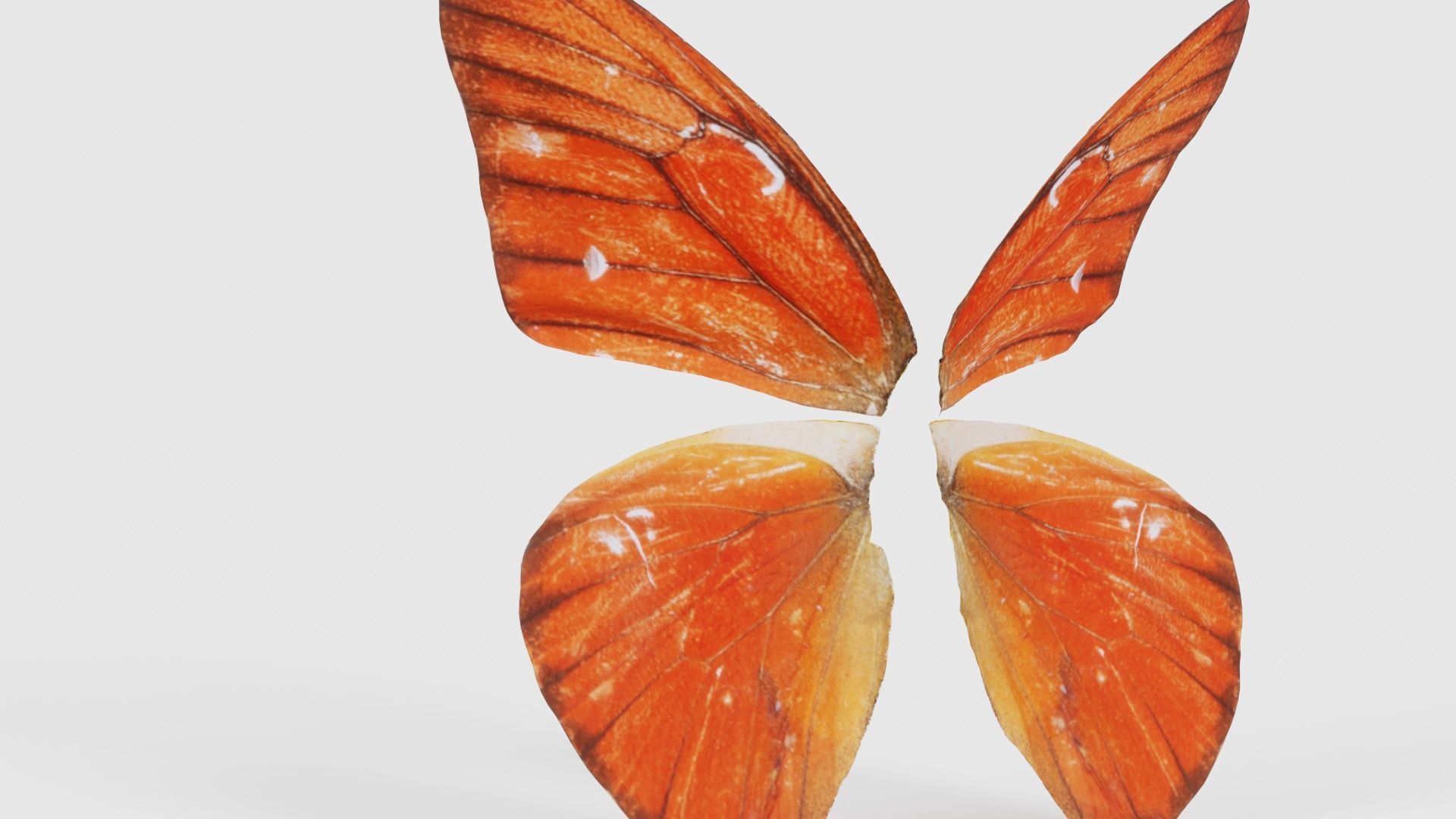 Orange Albatros Low-poly 3D model_22