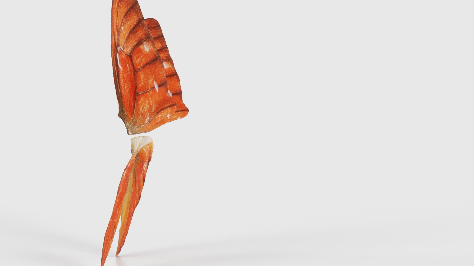 Orange Albatros Low-poly 3D model_18