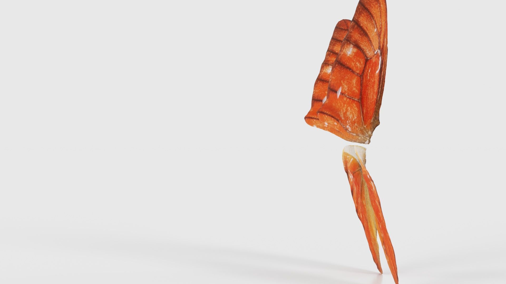 Orange Albatros Low-poly 3D model_24