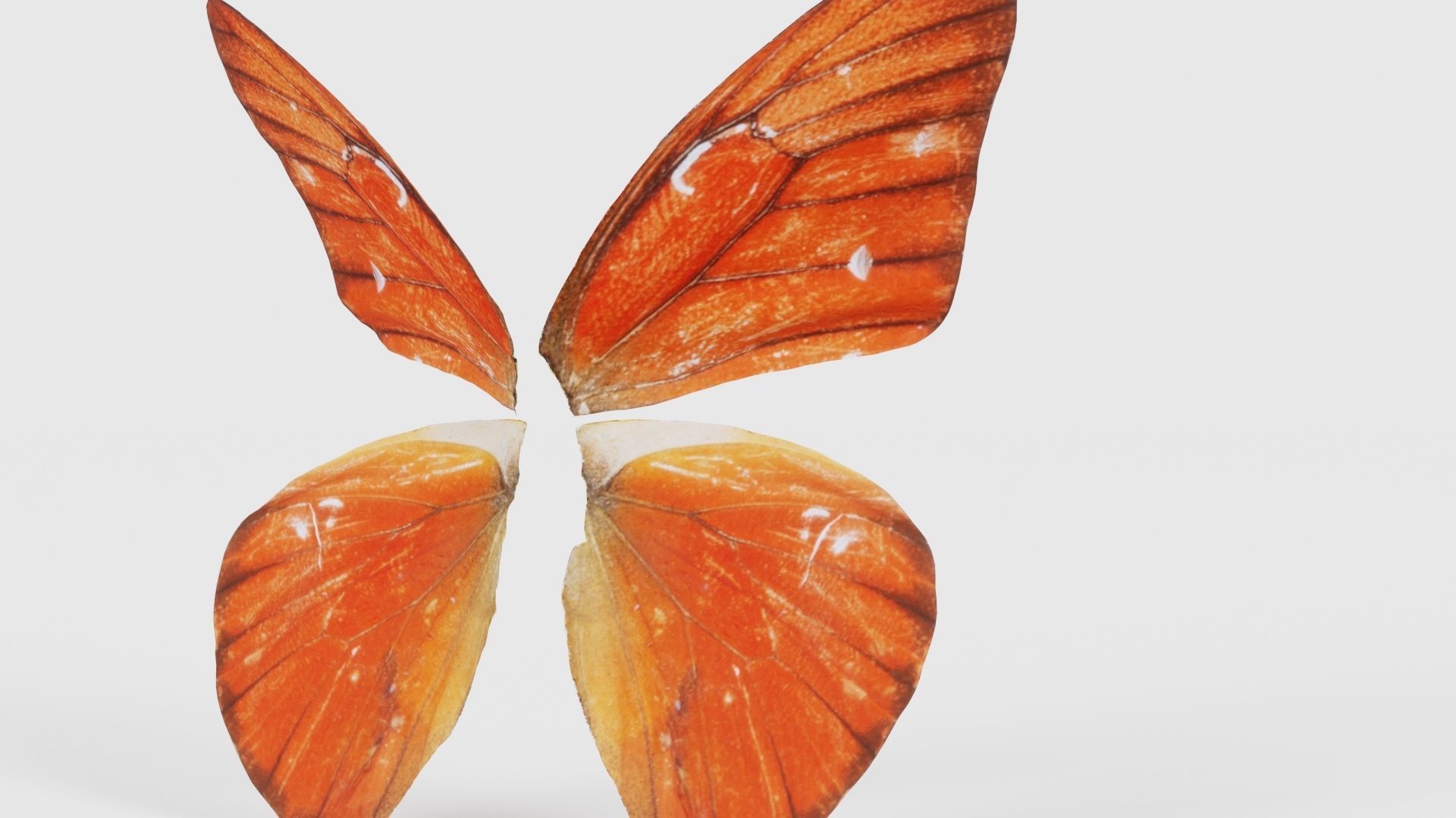 Orange Albatros Low-poly 3D model_20