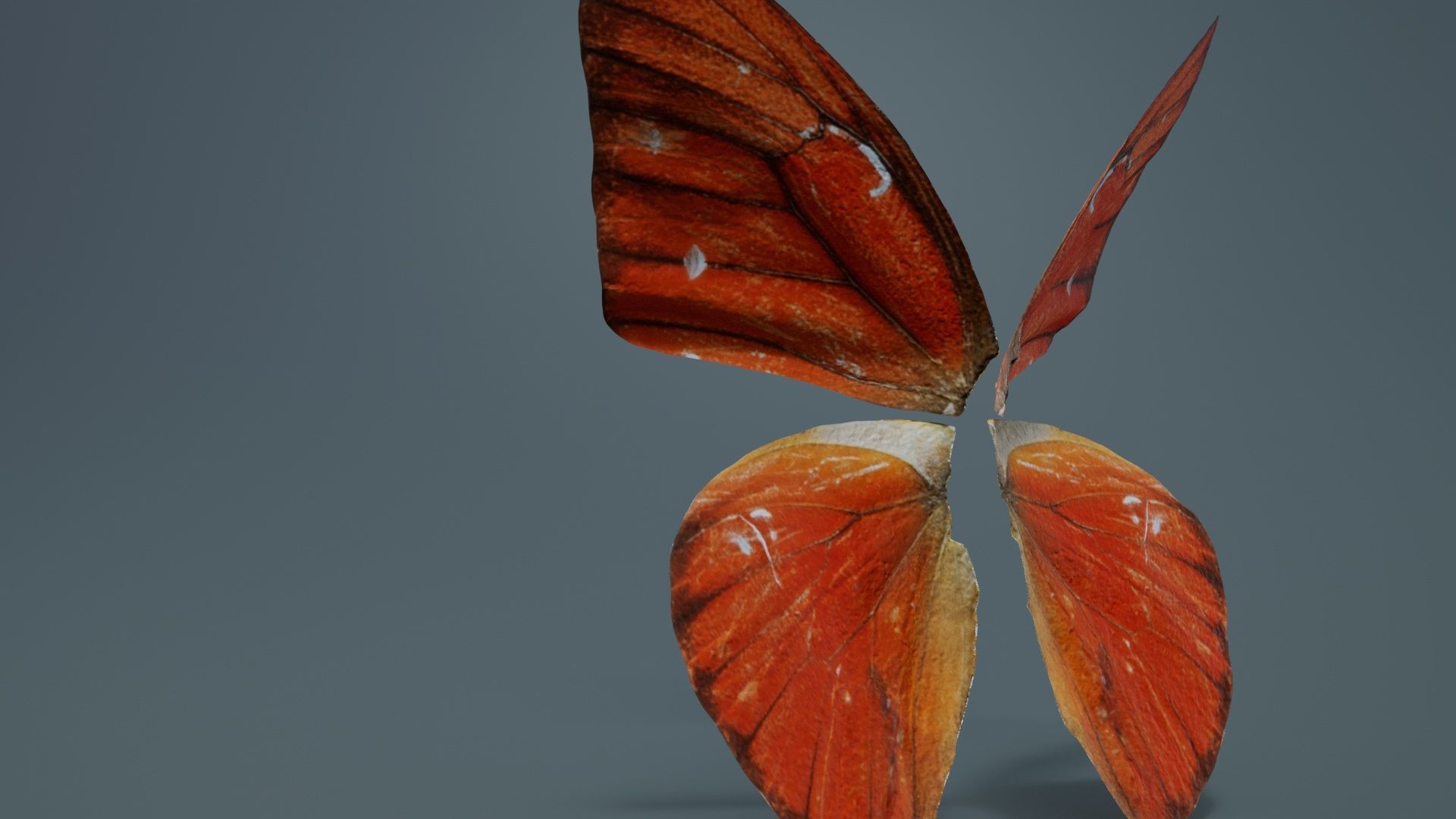 Orange Albatros Low-poly 3D model_1