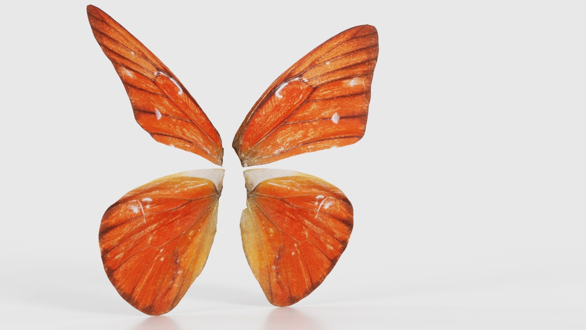 Orange Albatros Low-poly 3D model_16