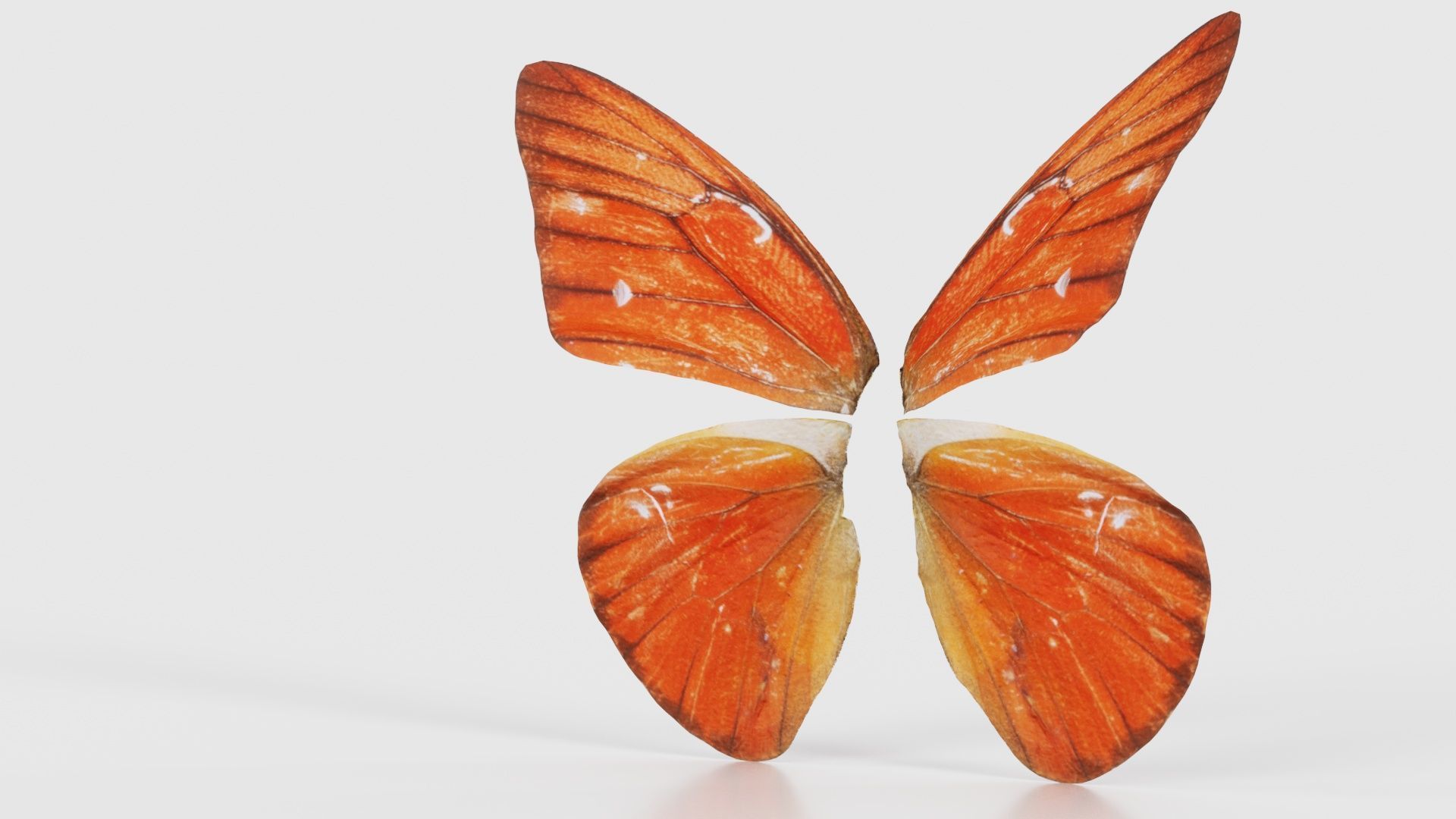 Orange Albatros Low-poly 3D model_26