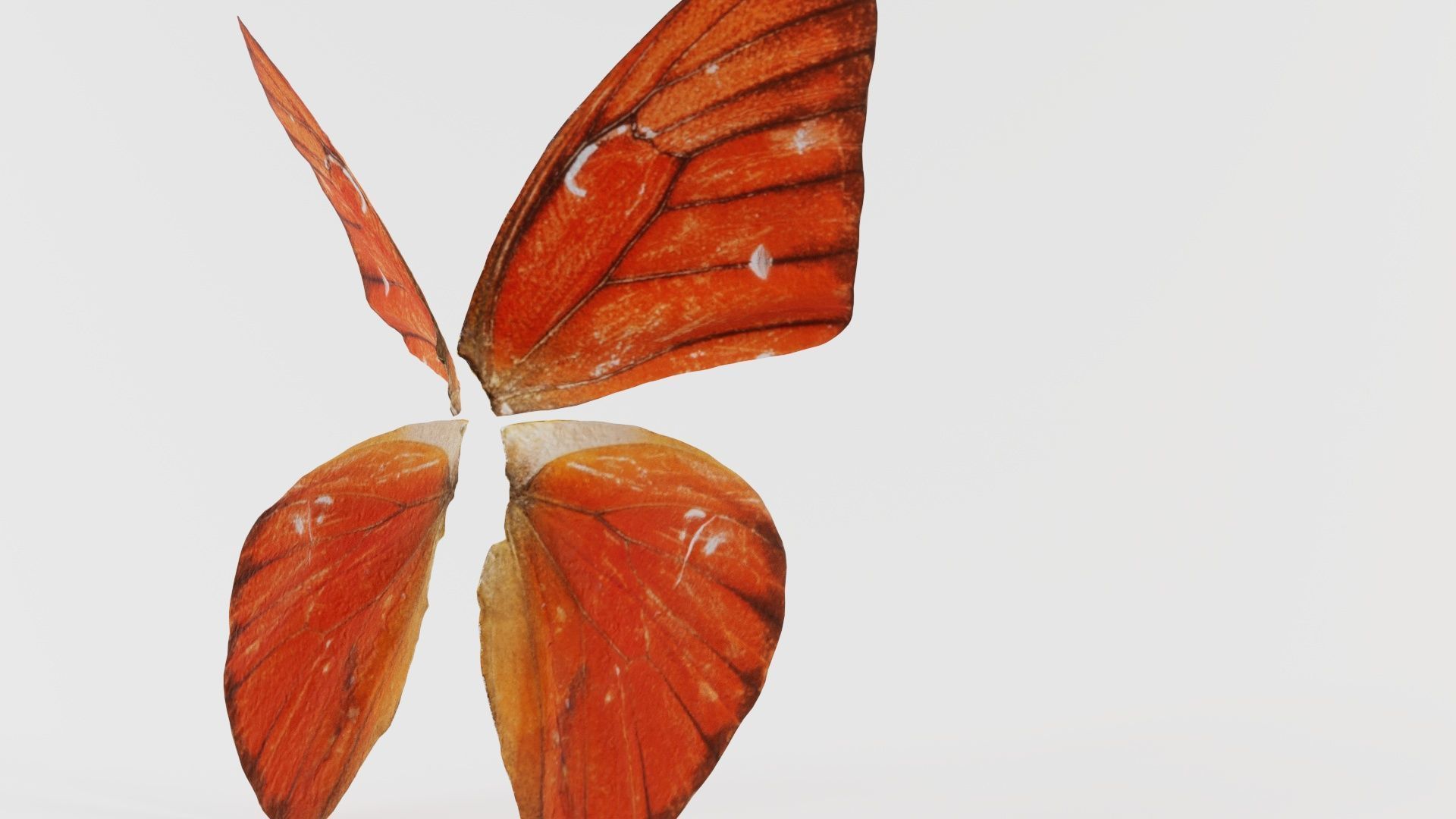 Orange Albatros Low-poly 3D model_3