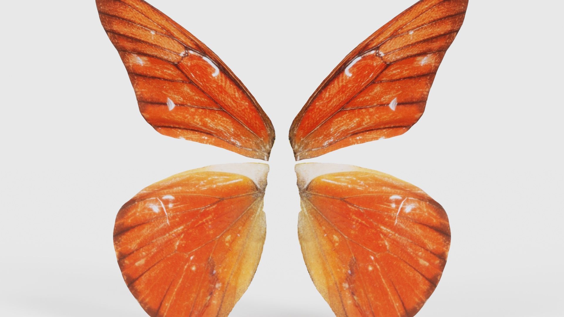 Orange Albatros Low-poly 3D model_21