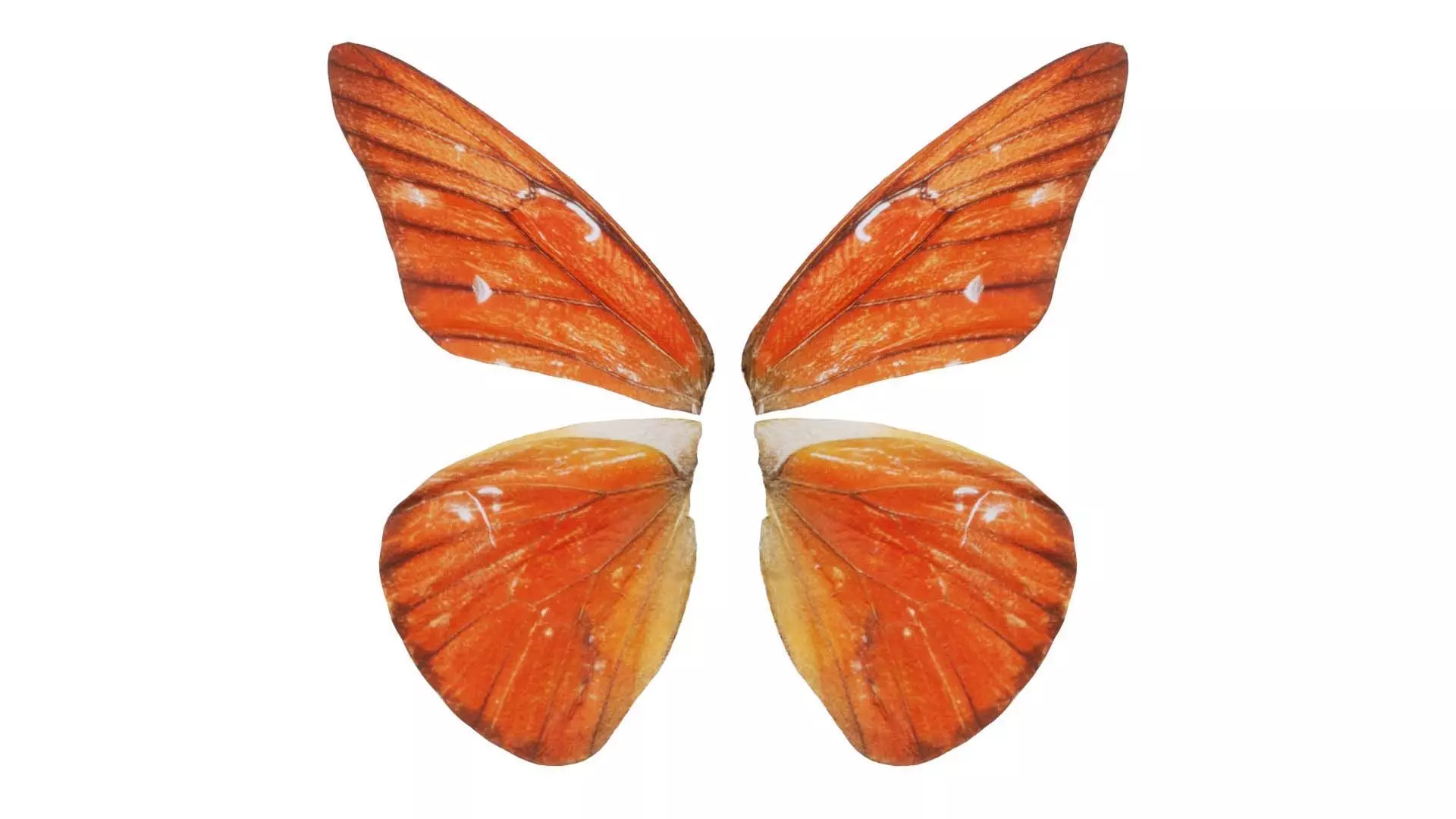 Orange Albatros Low-poly 3D model_0