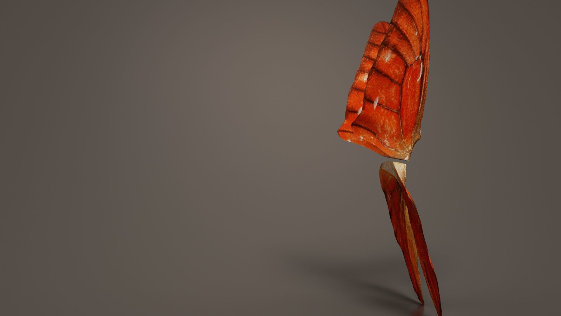 Orange Albatros Low-poly 3D model_7