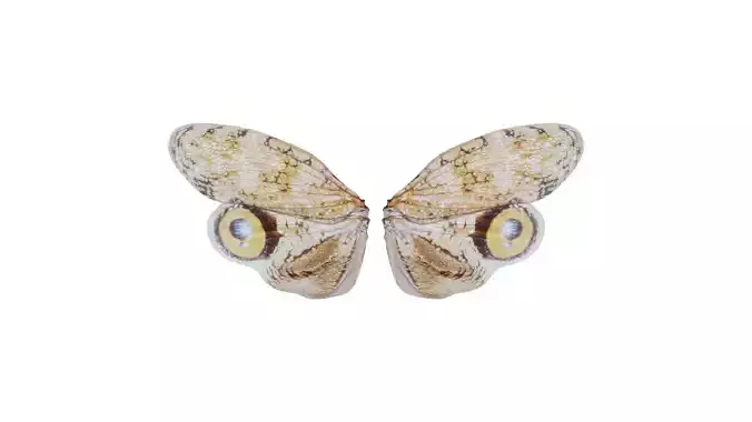 Owlet Moth Noctuoidea