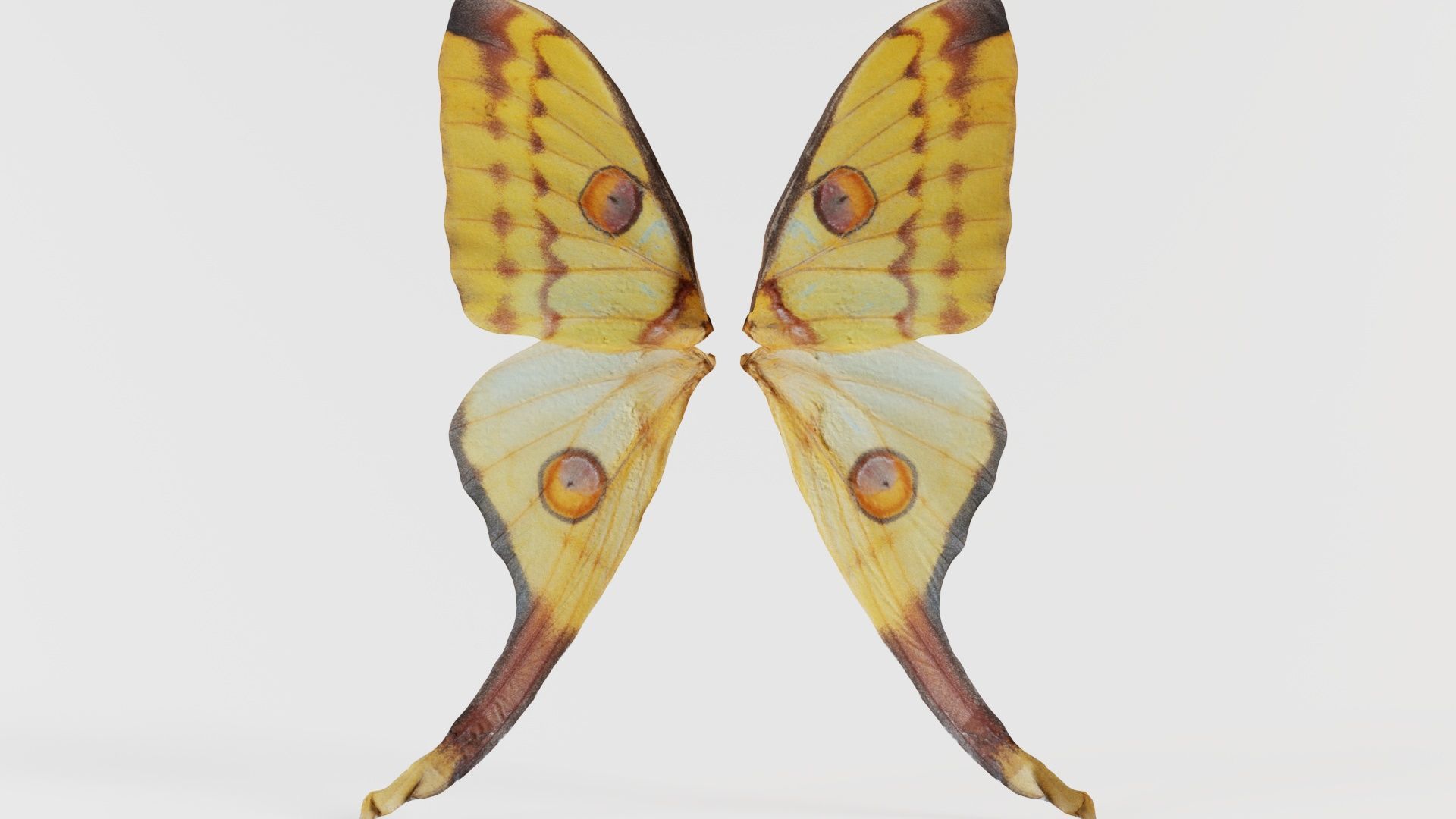 Owlet Moth Noctuoidea 2 Low-poly 3D model_4