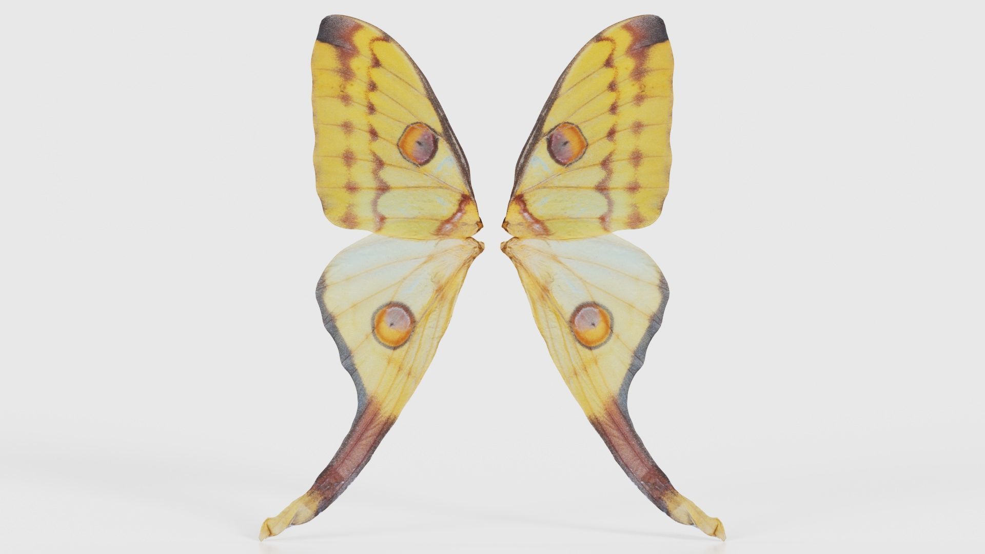 Owlet Moth Noctuoidea 2 Low-poly 3D model_15