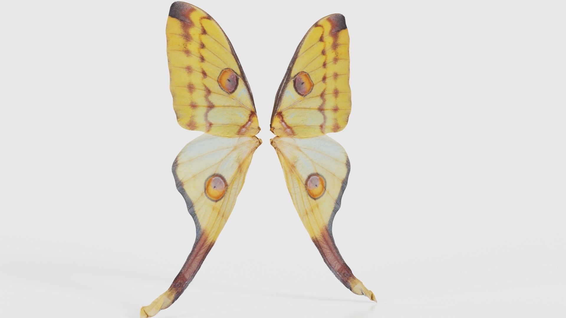 Owlet Moth Noctuoidea 2 Low-poly 3D model_16