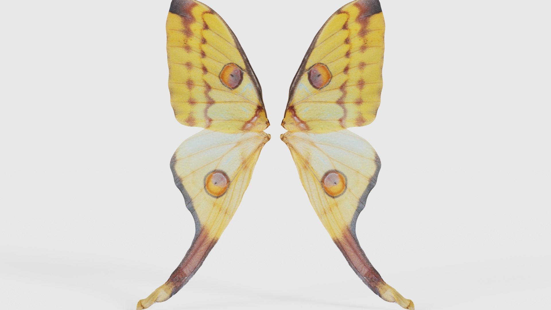 Owlet Moth Noctuoidea 2 Low-poly 3D model_21