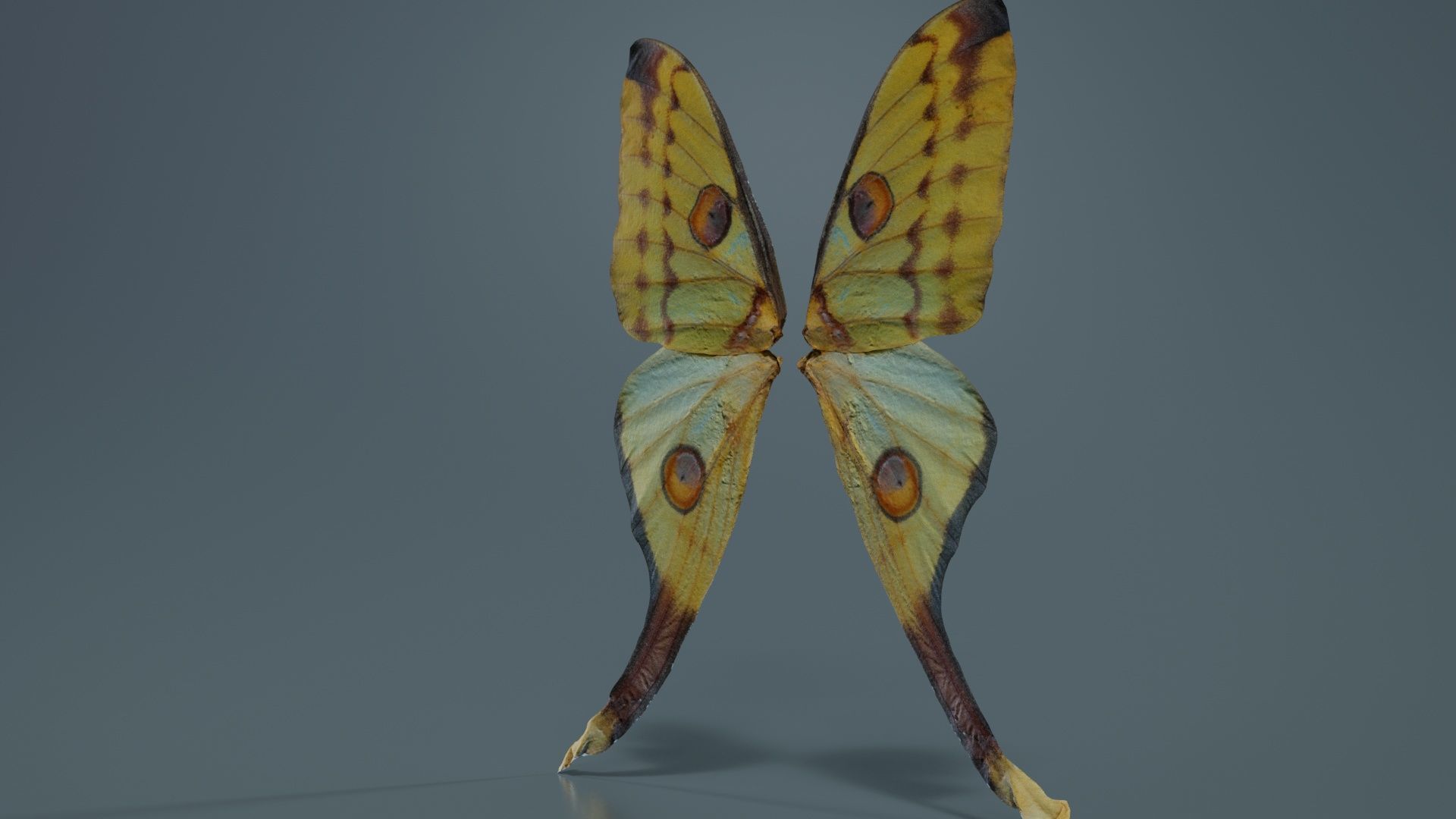 Owlet Moth Noctuoidea 2 Low-poly 3D model_2