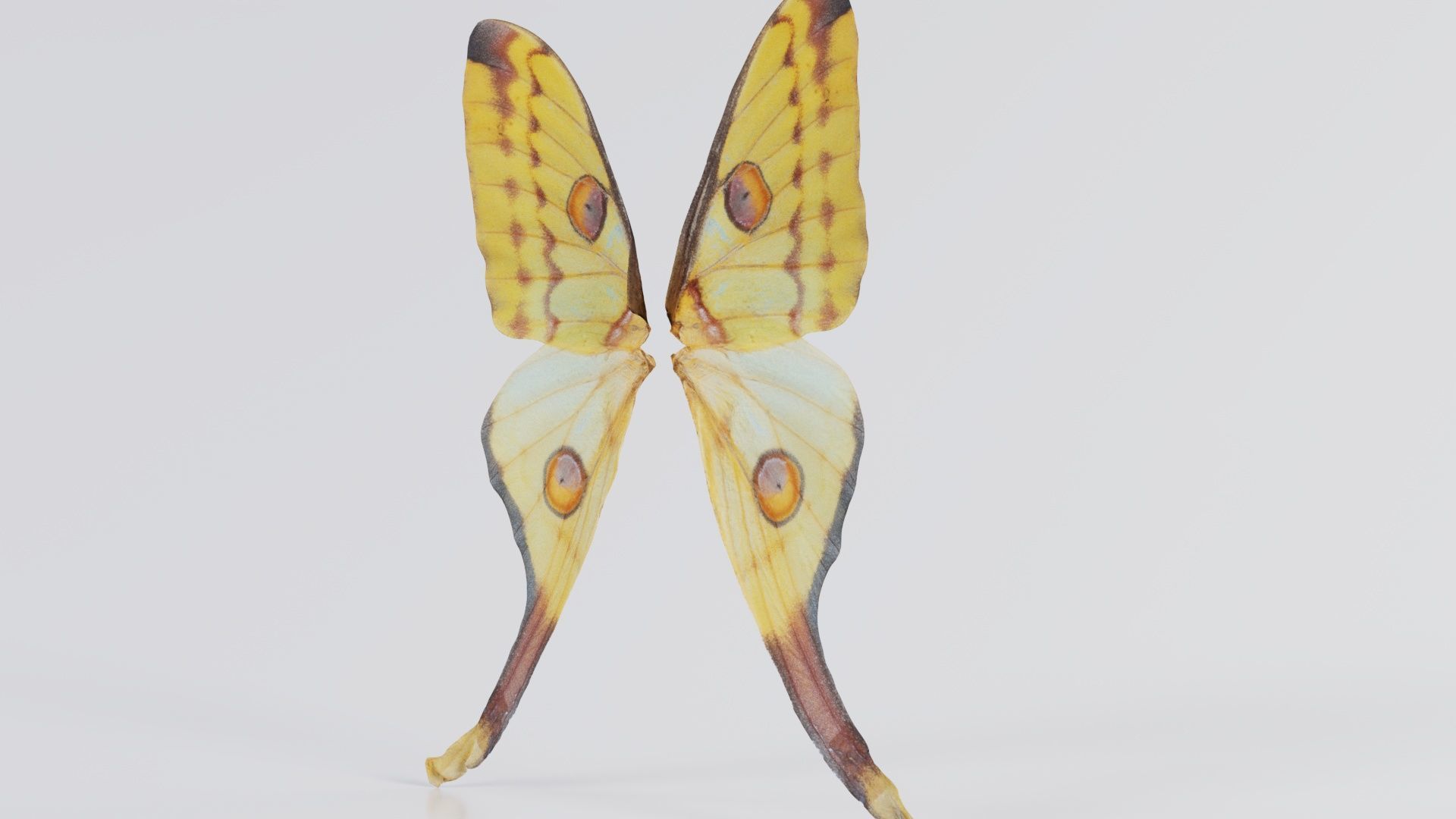 Owlet Moth Noctuoidea 2 Low-poly 3D model_1