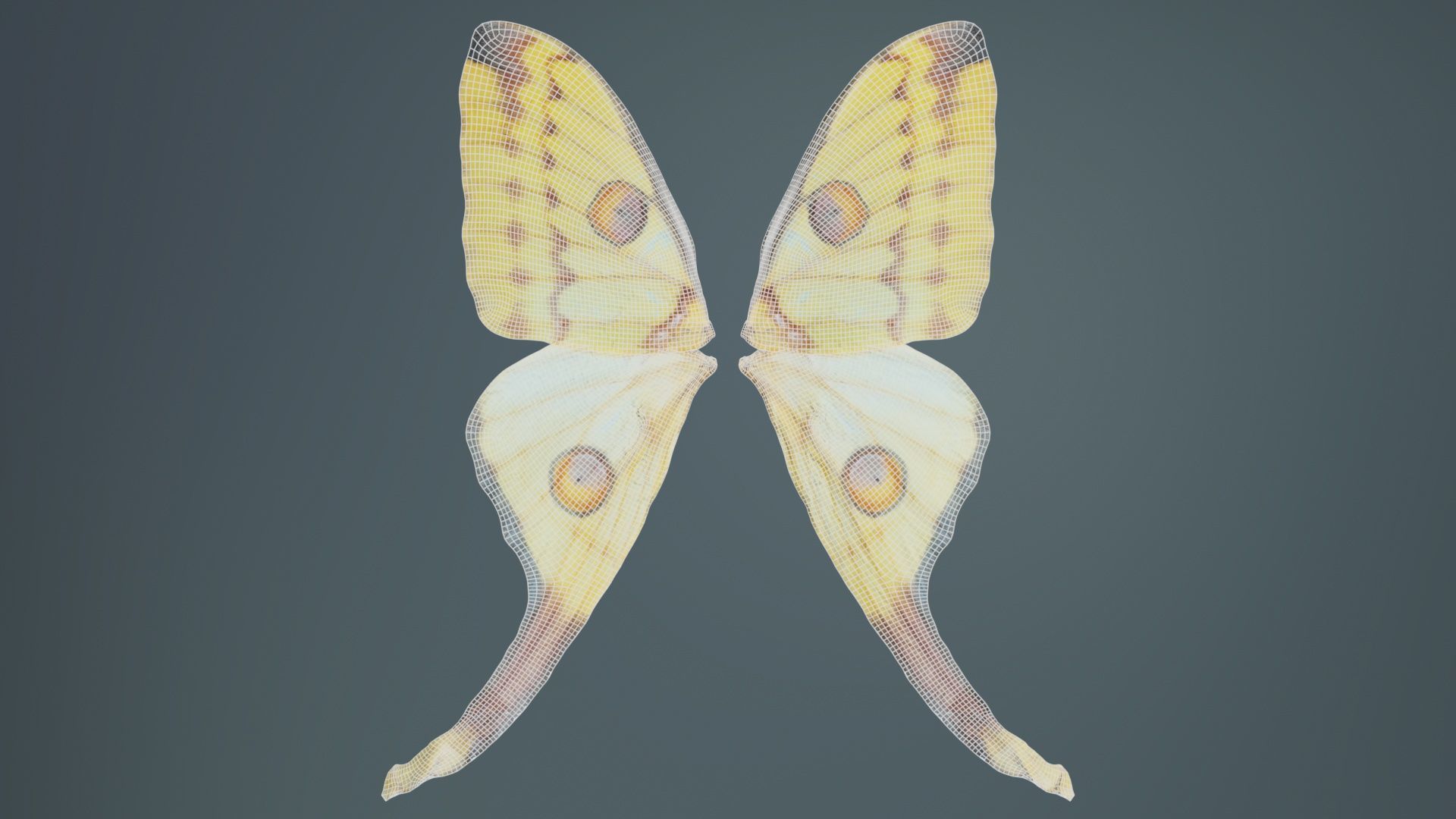 Owlet Moth Noctuoidea 2 Low-poly 3D model_9