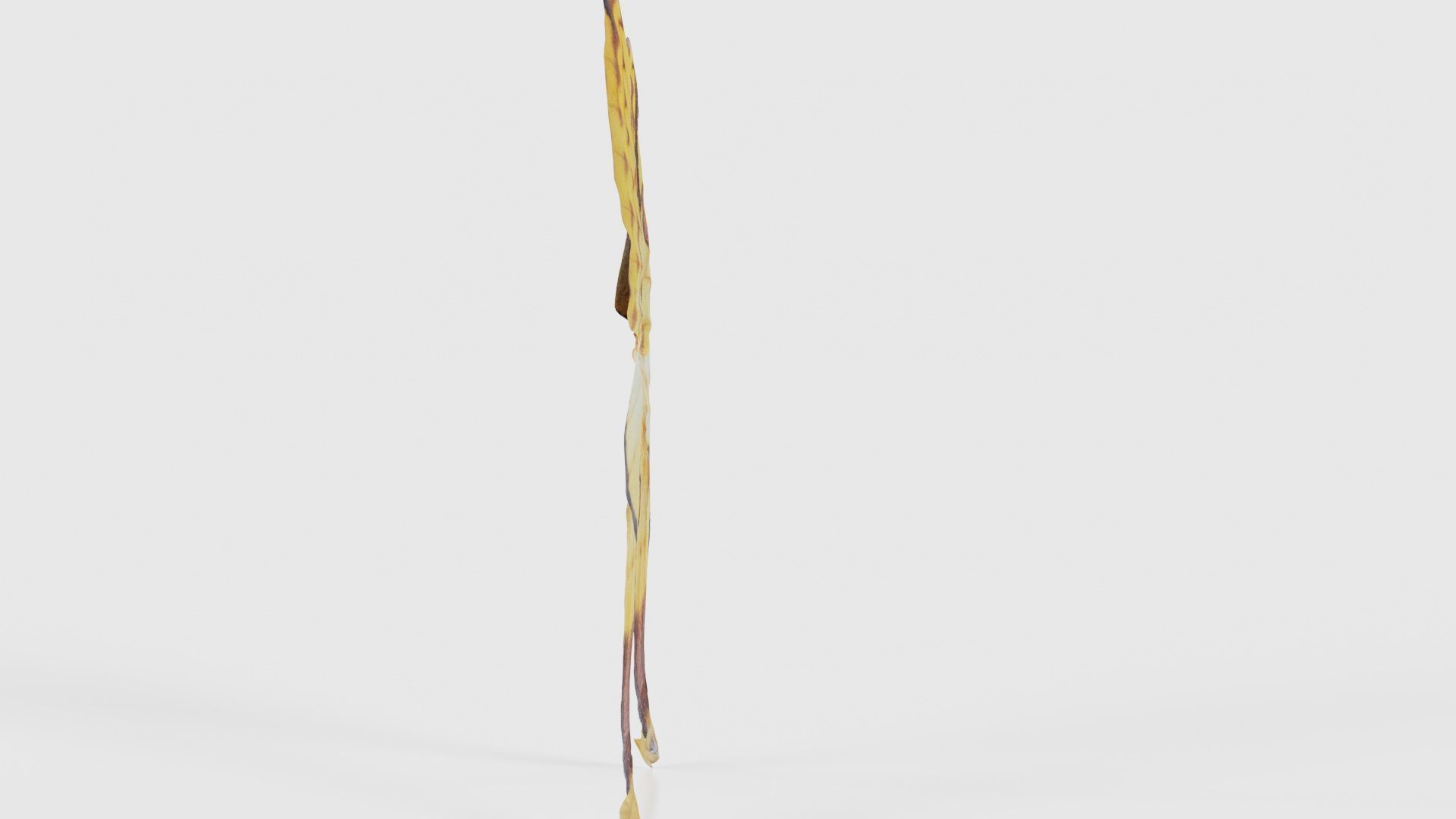 Owlet Moth Noctuoidea 2 Low-poly 3D model_18