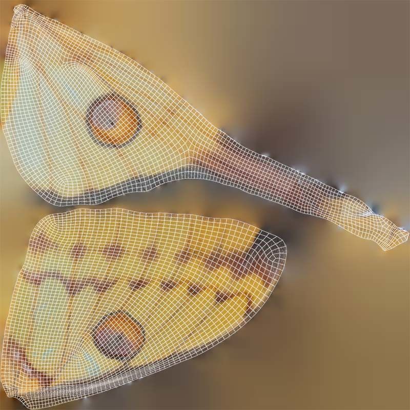 Owlet Moth Noctuoidea 2 Low-poly 3D model_14