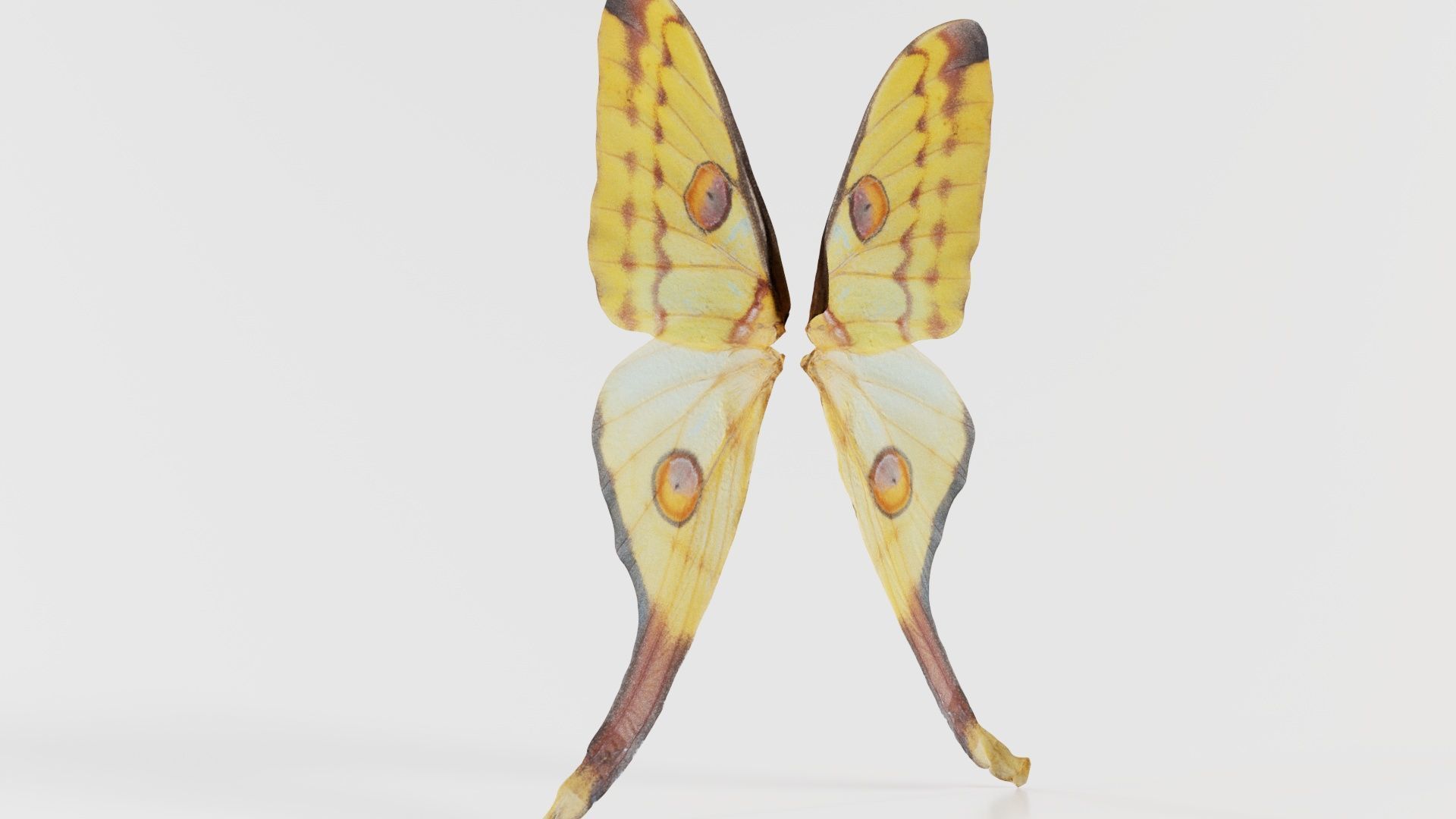 Owlet Moth Noctuoidea 2 Low-poly 3D model_7