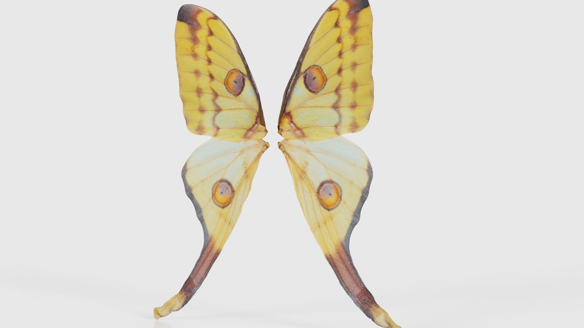 Owlet Moth Noctuoidea 2 Low-poly 3D model_20