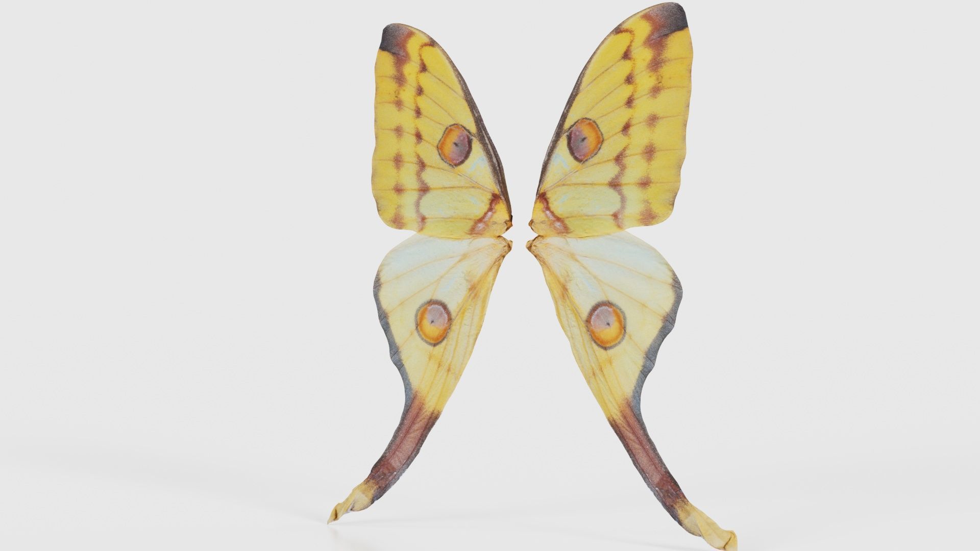 Owlet Moth Noctuoidea 2 Low-poly 3D model_26