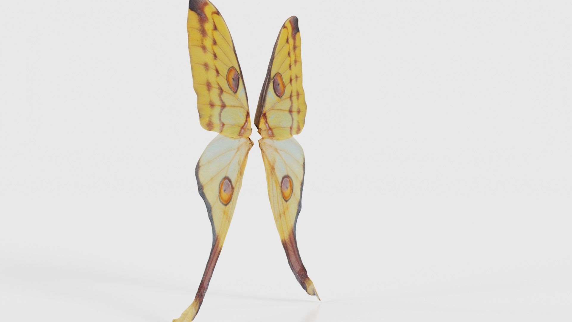 Owlet Moth Noctuoidea 2 Low-poly 3D model_17